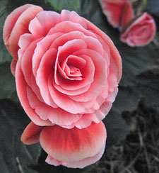 Begonia 'Borias'