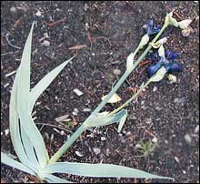Reblloming Iris 'Decker' after hard freeze