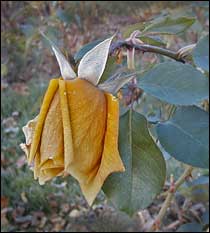 Cold damaged rose bud