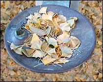 Ginkgo leaves fallen in a drinking fountain