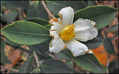 'Lushan Snow' cold hardy camellia