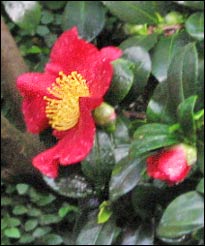 Camellia sasnqua 'YuleTide'