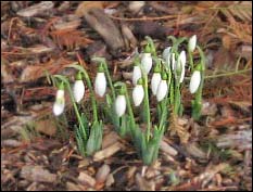 Snowdrops (Galanthus nivalis)