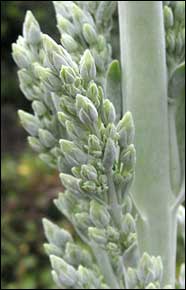 Kalanchoe 'Flapjacks'