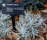 Licorice Plant ICICLES