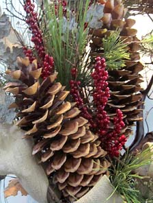 Sugar Pine cone