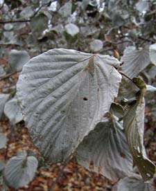 Winter Hazel (Corylopsis sinensis)