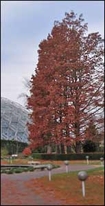 Bald cypress