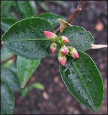 Camellia transnokoensis