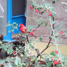 Cardinal in the Temperate House