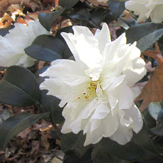 Green 94-010 October Magic Snow Camellia