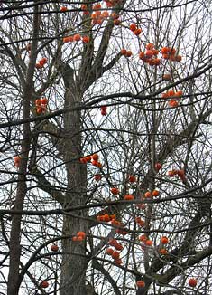 Persimmon Tree (Diospyros kaki)