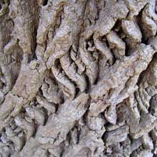 Tulip Tree Bark