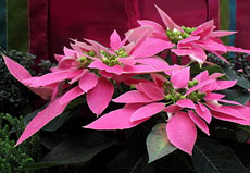 Poinsettia 'Eckory' DOLCE ROSA
