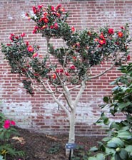 Camellia 'Yule Tide'