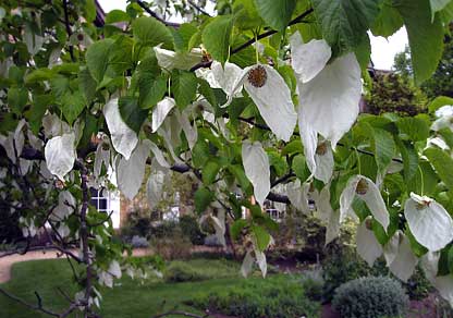 Dove Tree at Oxford Botanical Garden