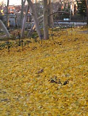 Ginkgo leaf fall