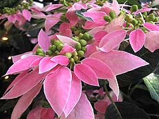 'Ecokory" DOCE&nbsp;ROSA