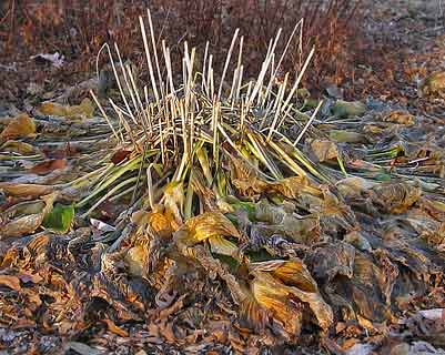 'Sum and Substance' hosta