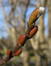 Pussy willow