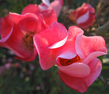 Rose 'Carefree Spirit'