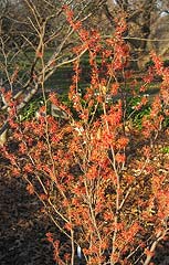 Witch hazel Hybrid