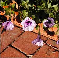 Surfina 'Pink Vein' petunias