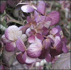 Hydrangea 'Glowing Embers'