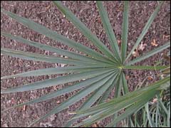 Dwarf Palmetto Palm