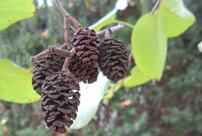 Italian alder 