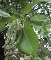 Italian alder catkins