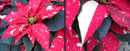 Red Glitter Poinsettia (Paul Ecke Ranch)