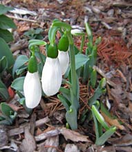 Snowdrop