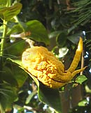 Citron 'Budda's Hand'