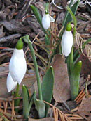 Snowdrops in December