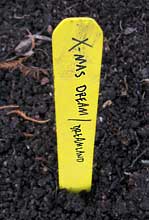 Temporary bulb labels