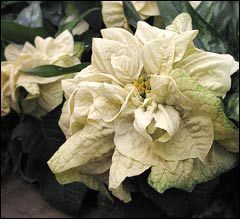 Poinsettia 'Eggnog'