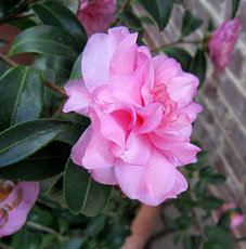 Camellia hiemalis  'Chansonette'