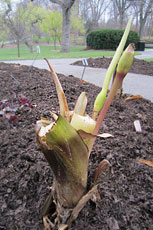 Elephant Ear 'Jurrasic Dark'