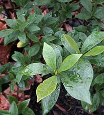 Gardenia 'Leeone' JUBILATION
