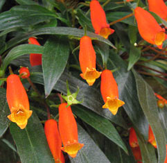 Gloxinia 'Orange Bugle'