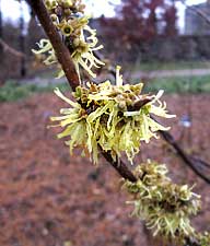 Witch Hazel (Hamemelis virginiana)
