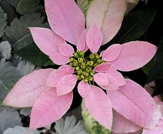Poinsettia HC 18-B