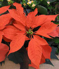 Poinsettia 'Orange Spice'