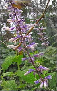 Salvia divinorum