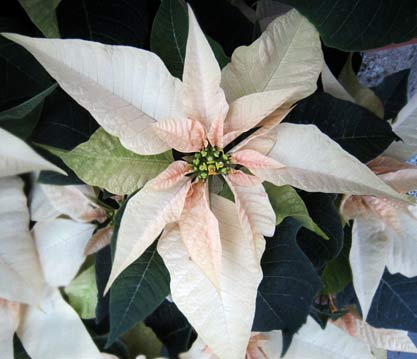 Classic White Poinettia