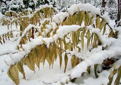Toad lilies under snow