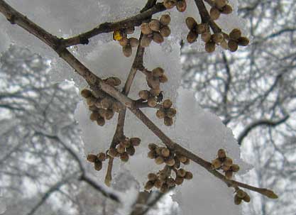 Witch hazel bud showing color