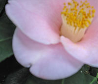 'Claudia Lee' camellia