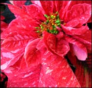 'Sonora Jingle' Poinsettia